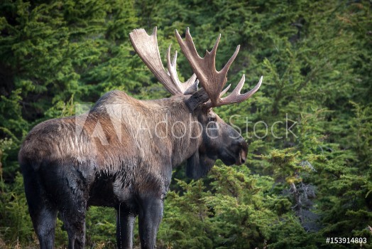 Picture of Alaska Moose